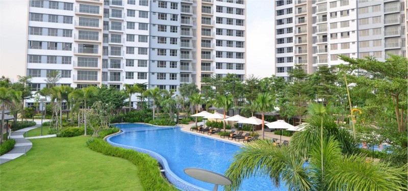 Plam height for sell in HCMC51189